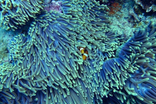 Символіка коралового кольору: специфіка його значень